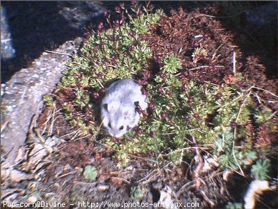 Photo de Hamster