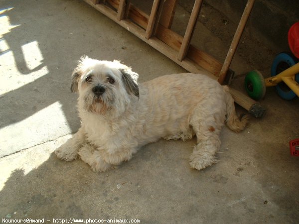 Photo de Lhassa apso