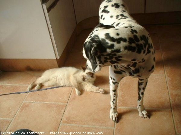 Photo de Dalmatien