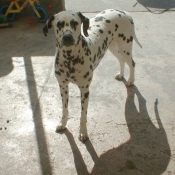 Photo de Dalmatien