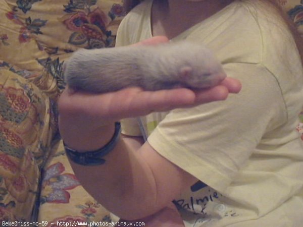 Photo de Furet