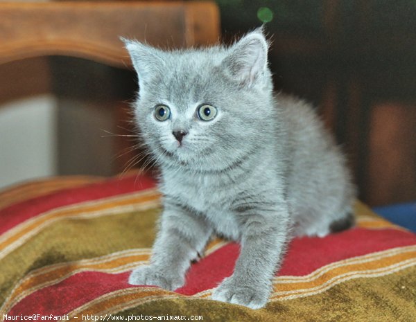 Photo de British shorthair