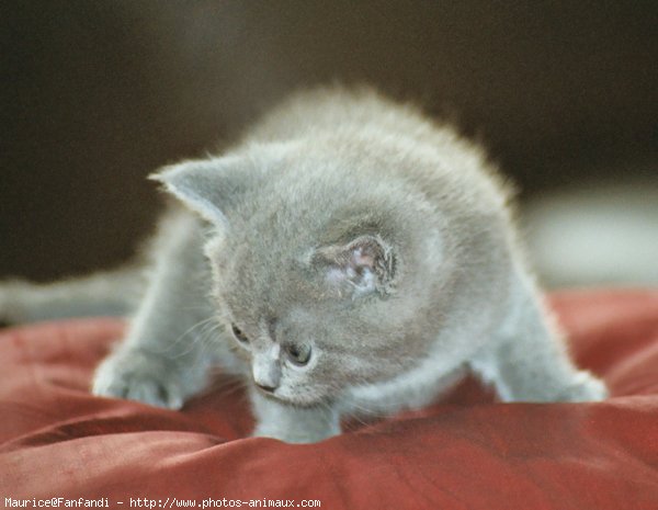 Photo de British shorthair