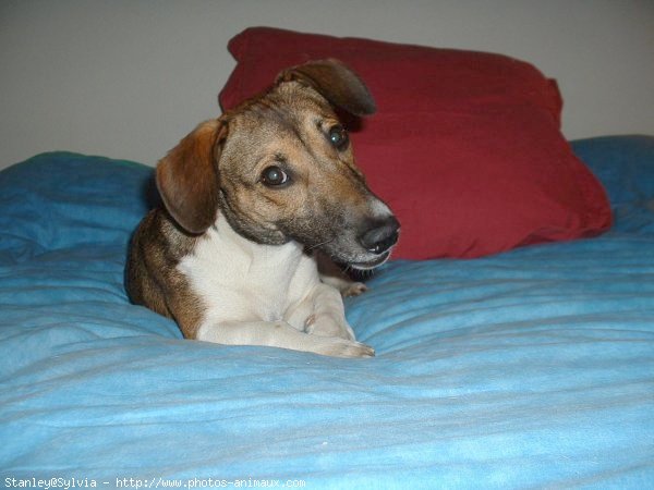 Photo de Jack russell terrier