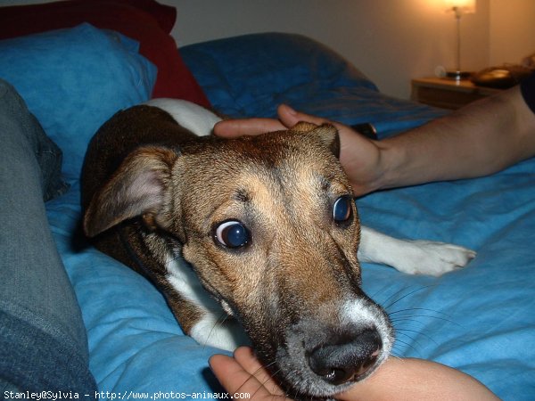 Photo de Jack russell terrier