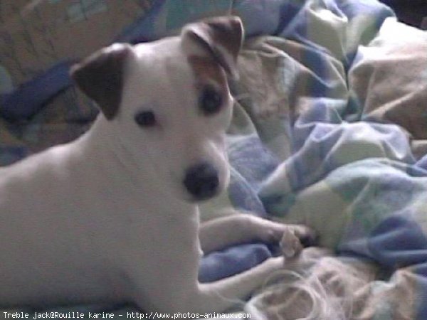 Photo de Jack russell terrier