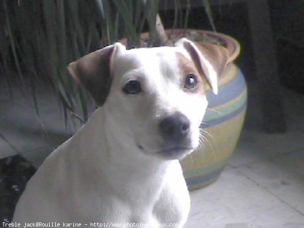 Photo de Jack russell terrier