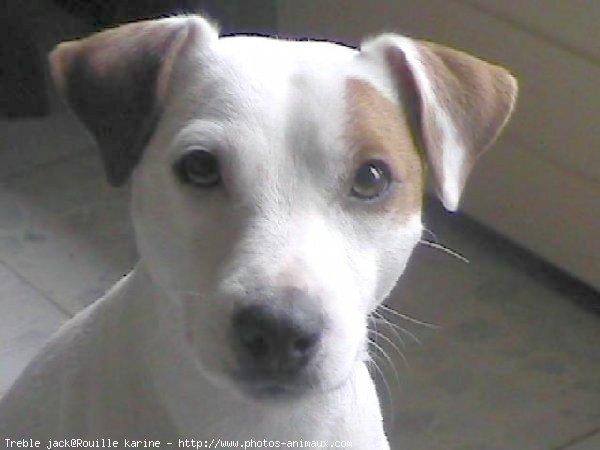 Photo de Jack russell terrier