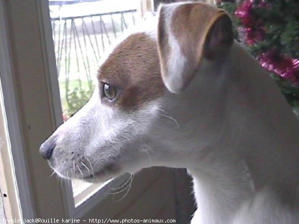 Photo de Jack russell terrier