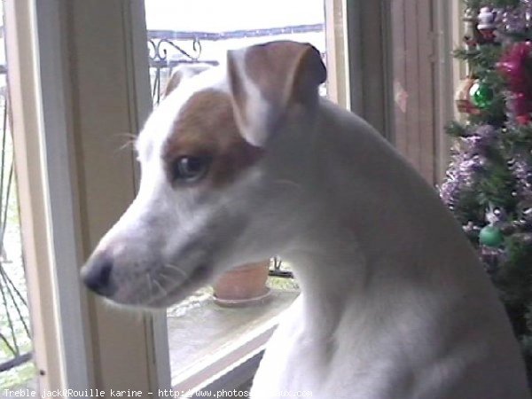 Photo de Jack russell terrier