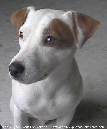 Photo de Jack russell terrier