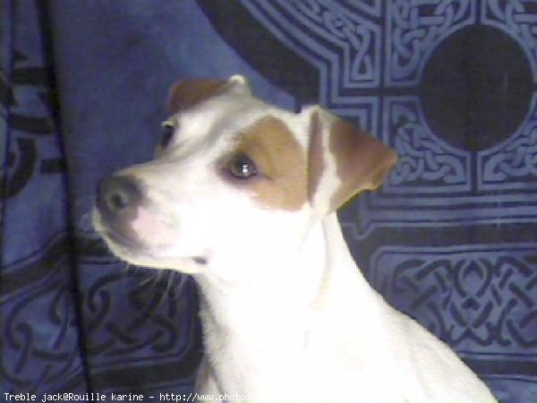 Photo de Jack russell terrier