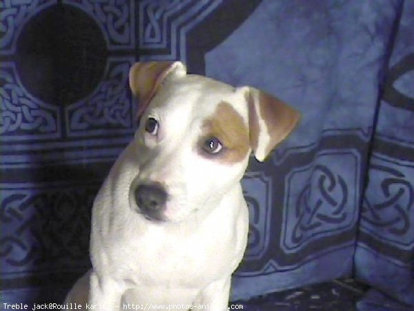 Photo de Jack russell terrier