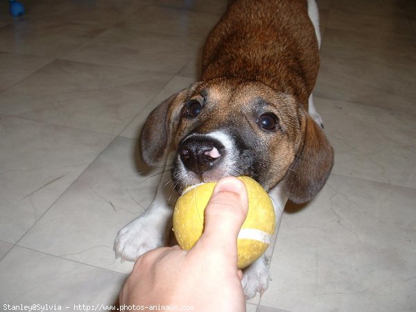 Photo de Jack russell terrier