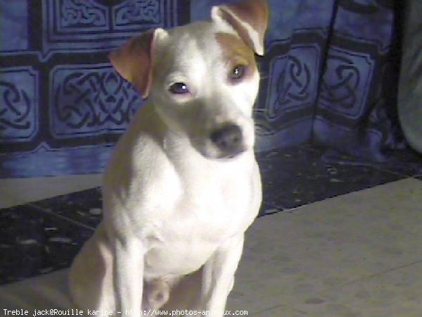 Photo de Jack russell terrier