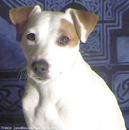 Photo de Jack russell terrier