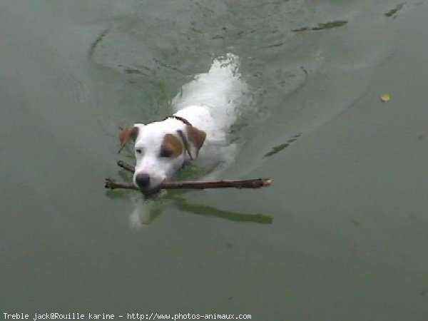 Photo de Jack russell terrier