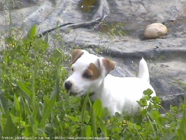 Photo de Jack russell terrier