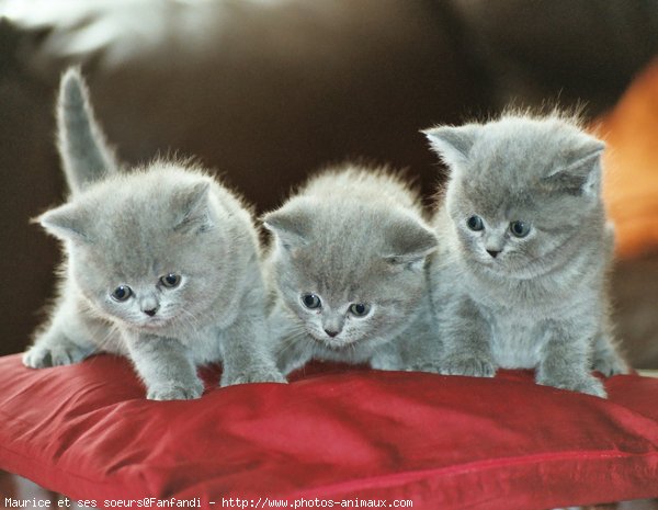 Photo de British shorthair