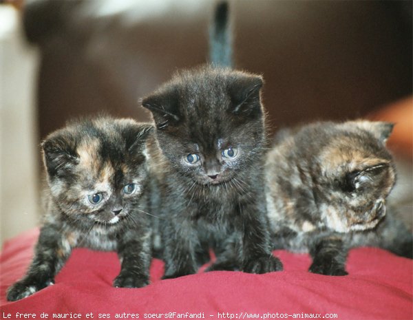 Photo de British shorthair