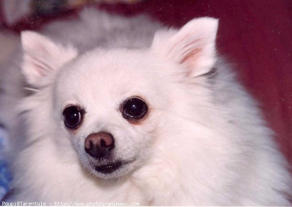 Photo de Spitz moyen