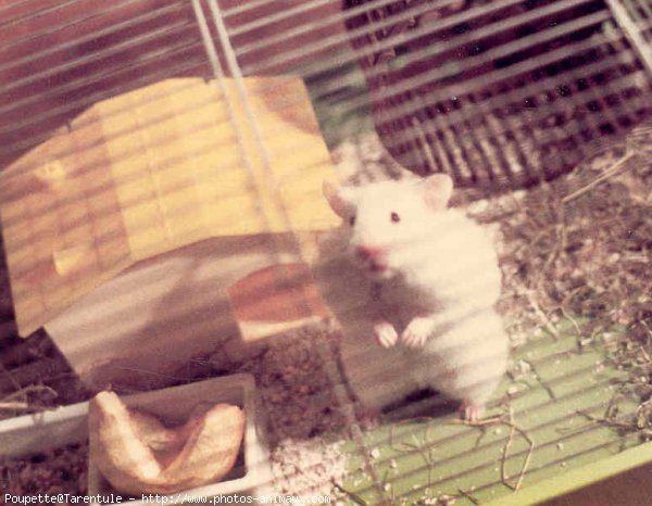 Photo de Hamster