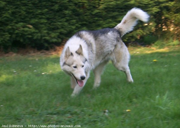 Photo de Husky siberien