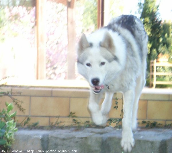 Photo de Husky siberien