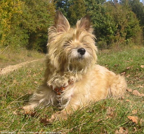 Photo de Cairn terrier