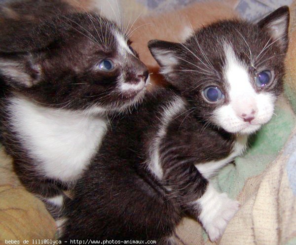 Photo de Chat domestique