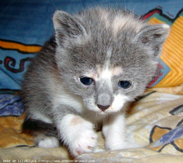 Photo de Chat domestique