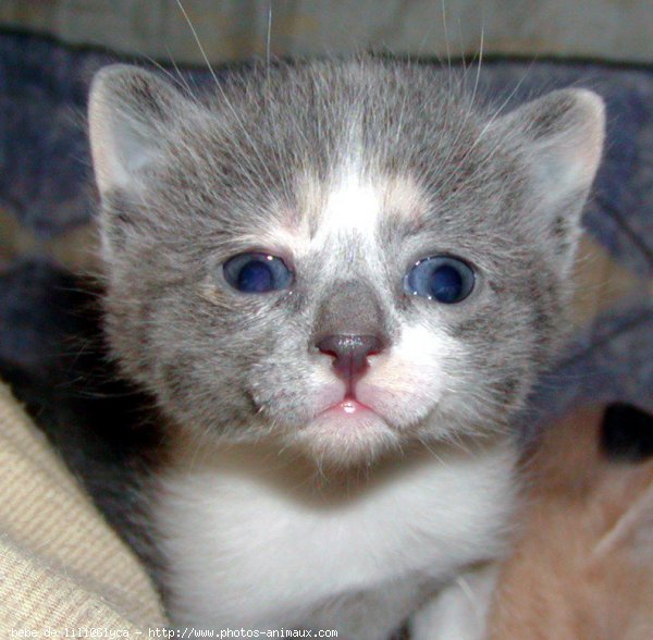 Photo de Chat domestique