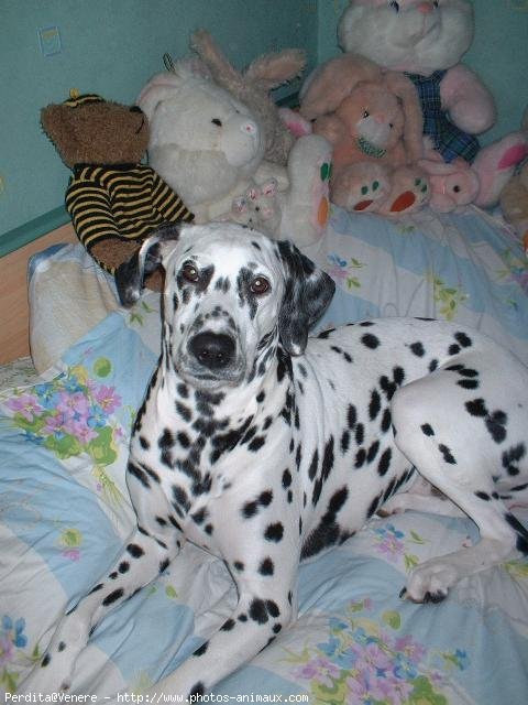 Photo de Dalmatien