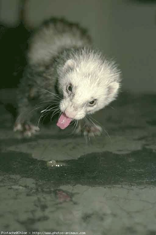 Photo de Furet