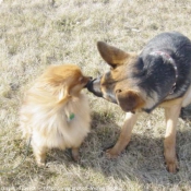 Photo de Races diffrentes