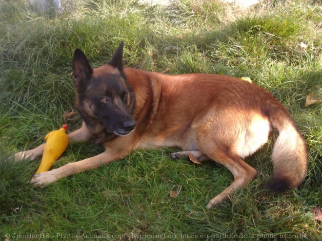 Photo de Berger belge malinois