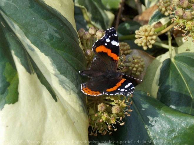 Photo de Papillon - vulcain