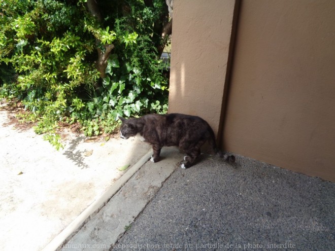 Photo de Chat domestique