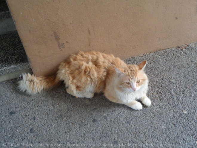 Photo de Chat domestique