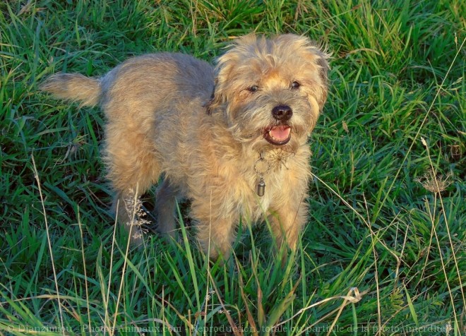 Photo de Border terrier