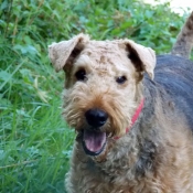 Photo d'Airedale terrier