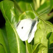 Photo de Papillon - piride