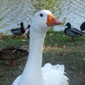 Photo d'Oie blanche