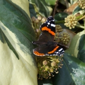 Photo de Papillon - vulcain