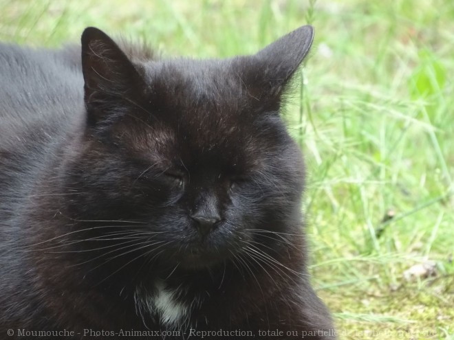 Photo de Chat domestique