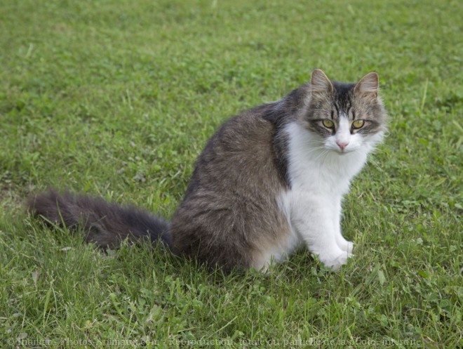 Photo de Chat domestique