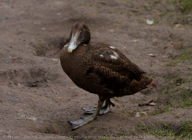 Photo de Canard