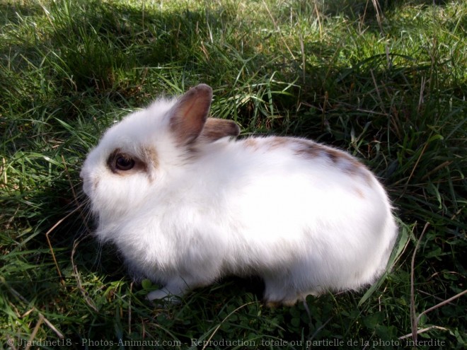 Photo de Lapin