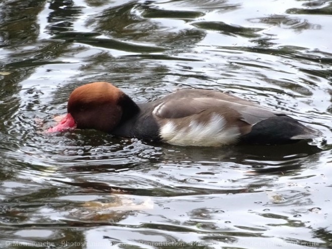 Photo de Canard nette rousse