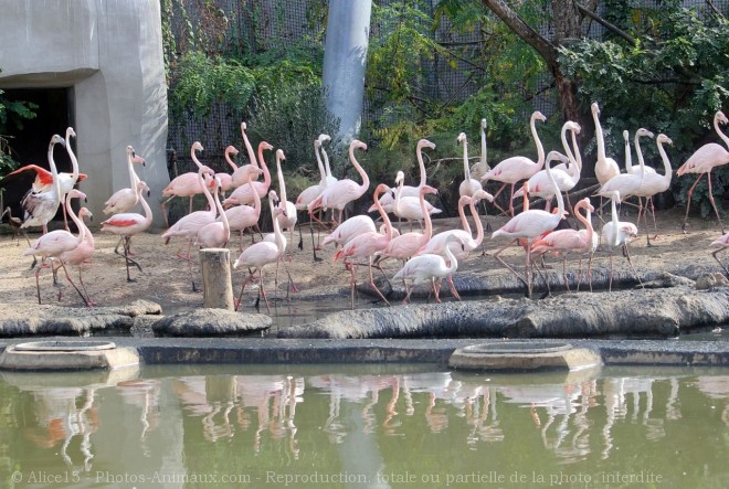 Photo de Flamand rose